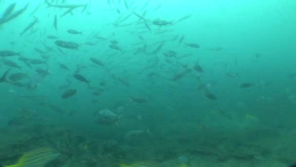 Buceo submarino Islas Galápagos Ecuador América del Sur Vídeo — Vídeo de stock