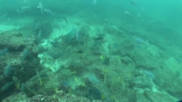 Plongée sous-marine Galapagos îles Equateur Amérique du Sud Vidéo — Video