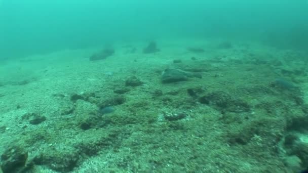 Onderwaterleven duiken Galapagos eilanden Ecuador Zuidamerika Video — Stockvideo