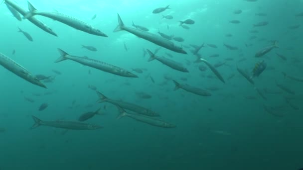 Vida subaquática mergulho Ilhas Galápagos Equador América do Sul Vídeo — Vídeo de Stock