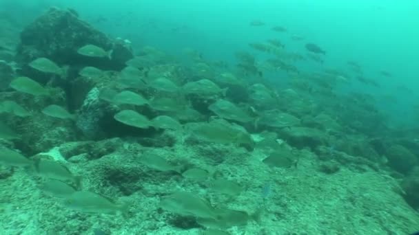 Galapagos Adaları Ekvator Güney Amerika Video dalış sualtı hayatı — Stok video