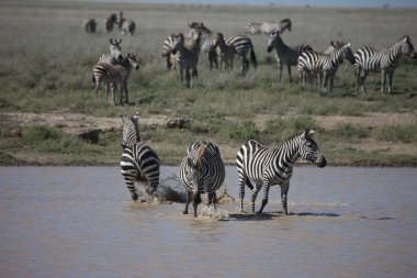 Zebra Botsvana Afrika savana vahşi hayvan resmi