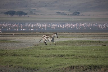 Zebra Botsvana Afrika savana vahşi hayvan resmi