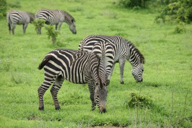 Zebra Botsvana Afrika savana vahşi hayvan resmi