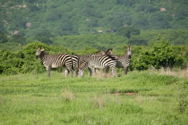 Zebra Botsvana Afrika savana vahşi hayvan resmi