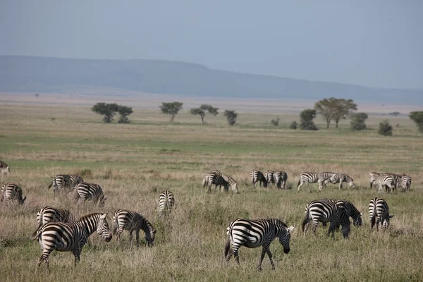 Zebra Botsvana Afrika savana vahşi hayvan resmi — Stok fotoğraf