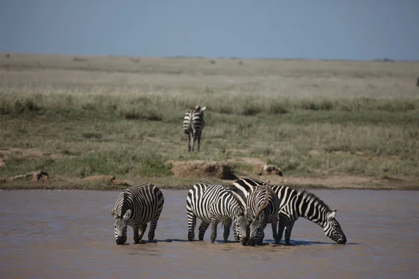 Zebra Botswana afrikai szavanna vad állat képe — Stock Fotó