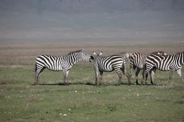 Ζέβρα Αφρικής Μποτσουάνα σαβάνα άγρια εικόνα των ζώων — Φωτογραφία Αρχείου