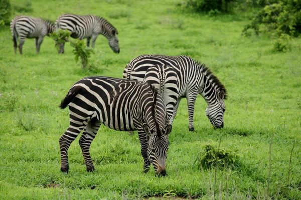 Zebra Botswana Afrika savanne wilde dieren foto — Stockfoto