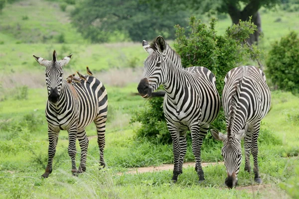 Зебра Ботсвана Африки Саванна диких тварин малюнок — стокове фото