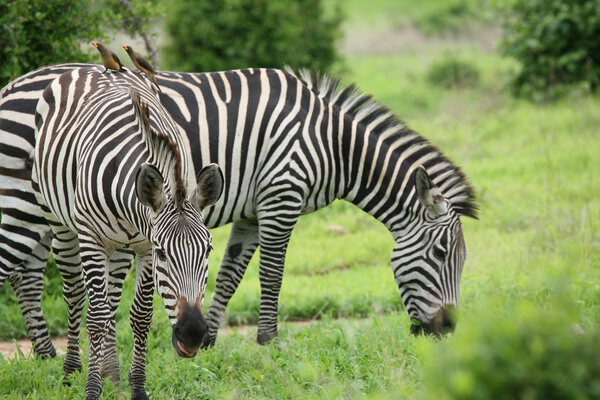 Zebra Botswana Africa savannah wild animal picture