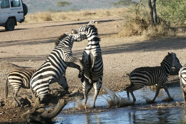 Zebra Botswana Africa savannah animal salvaje foto —  Fotos de Stock