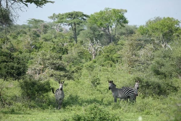 Zebra Botswana Afrika savanne wilde dieren foto — Stockfoto