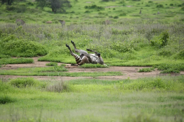 Zebra Botswana afrikai szavanna vad állat képe — Stock Fotó