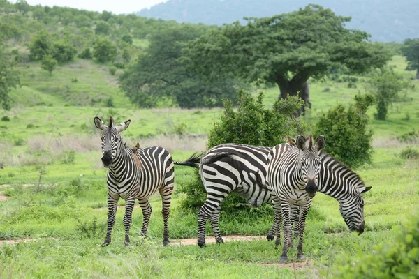 Zebra Botswana Africa savannah wild animal picture — Stock Photo, Image