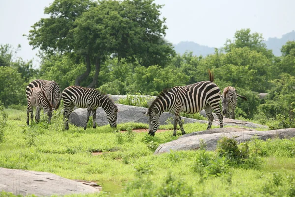 Zebra botswana africa savannah wild animal picture — Stockfoto
