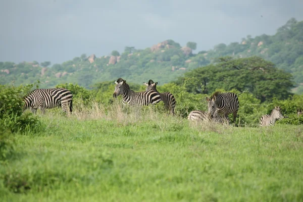 Zebra Botswana Africa savannah animal salvaje foto — Foto de Stock