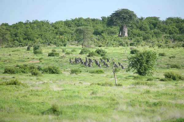 Zebra botswana africa savannah wild animal picture — Stockfoto