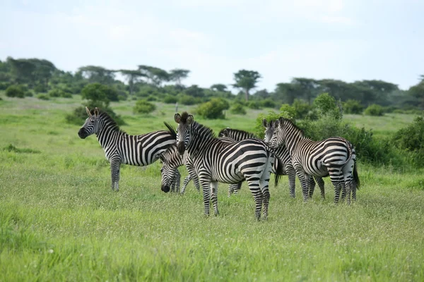 Zebra botswana africa savannah wild animal picture — Stockfoto