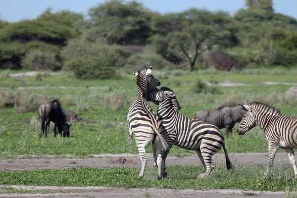 Zebra Botswana afrikai szavanna vad állat képe — Stock Fotó