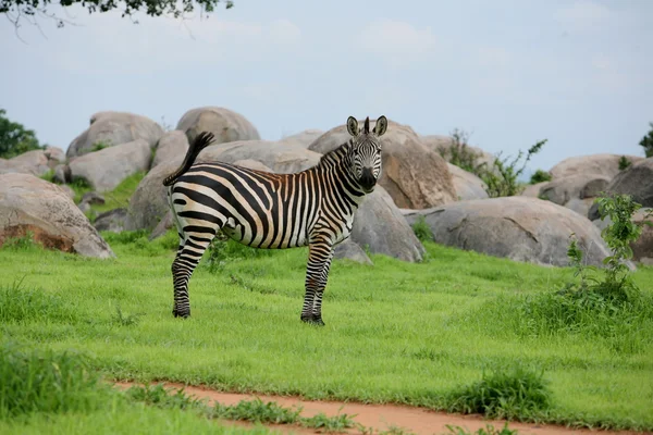 Zebra Botswana Africa savannah wild animal picture — Stock Photo, Image
