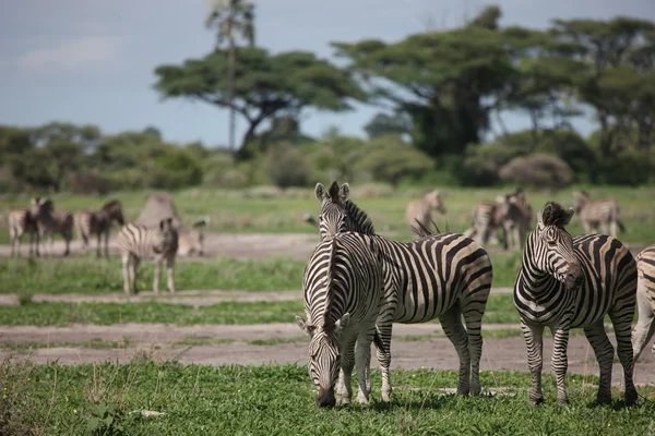 Zebra botswana africa savannah wild animal picture — Stockfoto