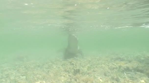 Mar Crocodilo água salgada Cuba ilha Caribe Mar Vídeo — Vídeo de Stock