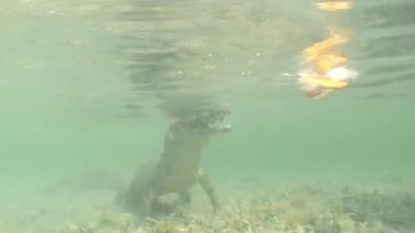 Deniz timsahı tuzlu su Küba Adası Karayip Denizi Video