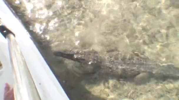 Mar Crocodilo água salgada Cuba ilha Caribe Mar Vídeo — Vídeo de Stock