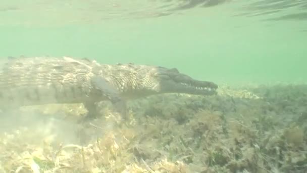 Sea Crocodile saltwater Cuba island Caribbean Sea Video — Stock Video