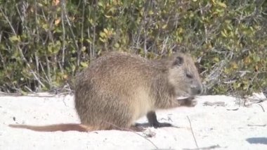 yeme eğitimin Otter arazi Küba video kum 