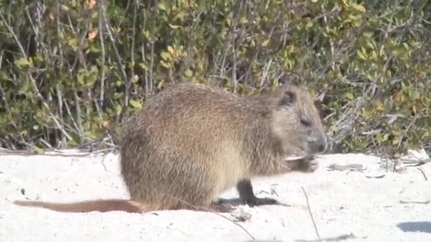 食べるヌートリア カワウソ砂土地キューバのビデオ — ストック動画