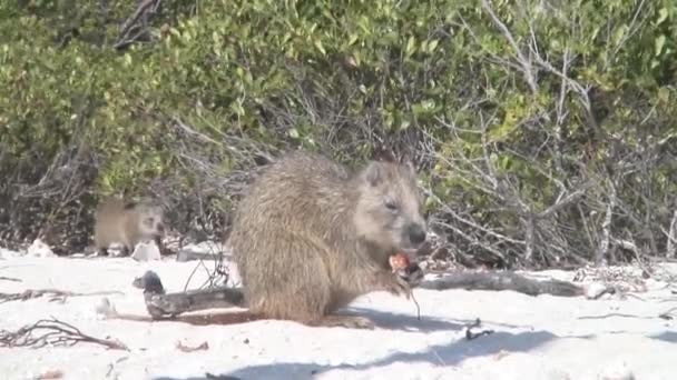 饮食的海狸鼠水獭砂土地古巴视频 — 图库视频影像