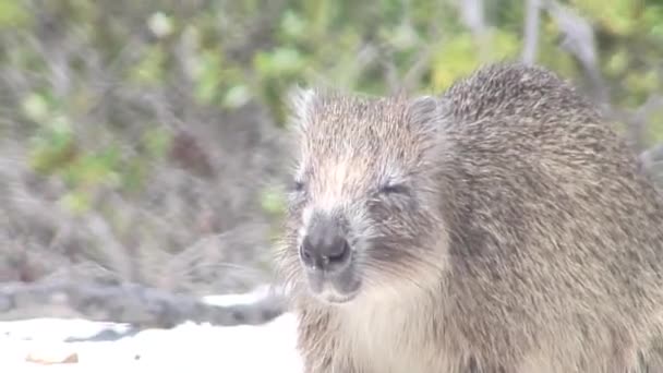 Nutria otter sand land kuba video — Stockvideo