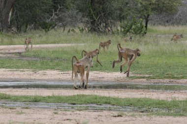 Vahşi maymun Afrika alan memeli hayvan