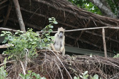 Vahşi maymun Afrika alan memeli hayvan