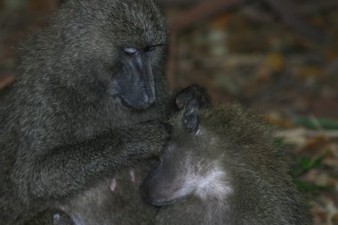 Vahşi maymun Afrika alan memeli hayvan