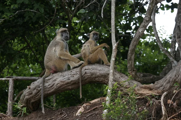 Scimmia selvatica Africa campo mammifero animale — Foto Stock