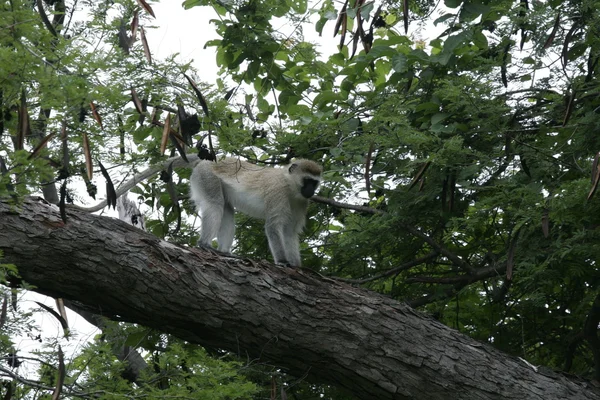 Wild monkey Africa field mammal animal
