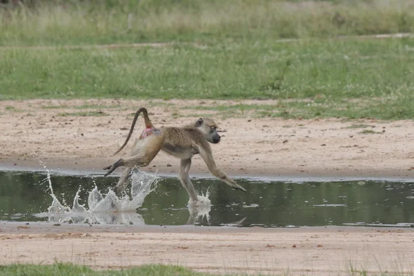 Mono salvaje África campo mamífero animal —  Fotos de Stock