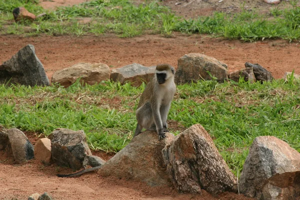 Дикі мавпи Африки поле ссавців тварин — стокове фото