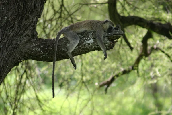 Macaco selvagem África campo mamífero animal — Fotografia de Stock