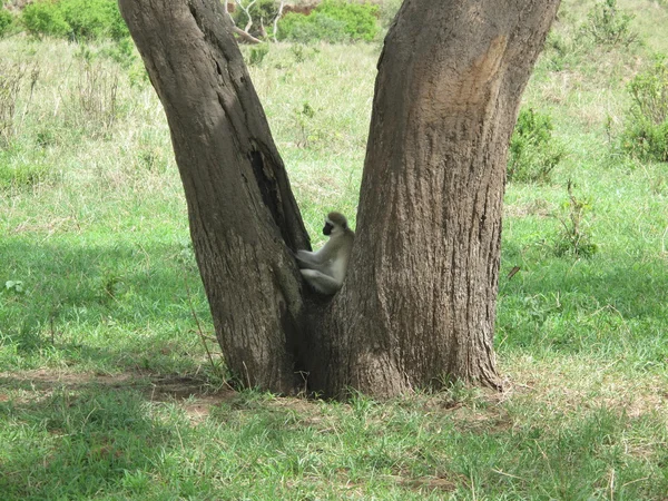 Singe sauvage Afrique mammifère de champ animal — Photo