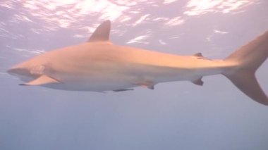Tehlikeli köpekbalığı sualtı Video Küba Karayip Denizi