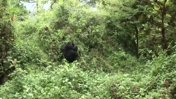 Wilder Gorilla Ruanda Tropenwald — Stockvideo