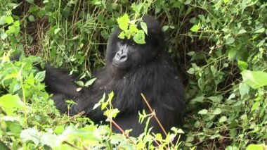 Vahşi goril Ruanda tropikal orman 