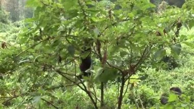 Vahşi goril Ruanda tropikal orman 