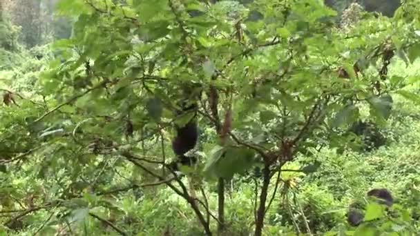 Wild Gorilla Rwanda tropical Forest — Stock Video