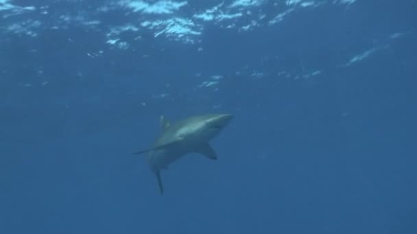Tubarão perigoso Vídeo subaquático Cuba Mar do Caribe — Vídeo de Stock