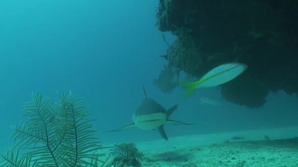 危険なサメ水中ビデオ キューバ カリブ海 — ストック動画